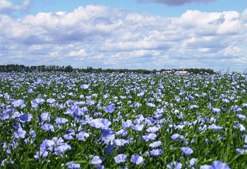 FlaxInBloom