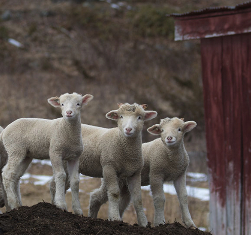 SheepTrio_AmyTuominenPhoto