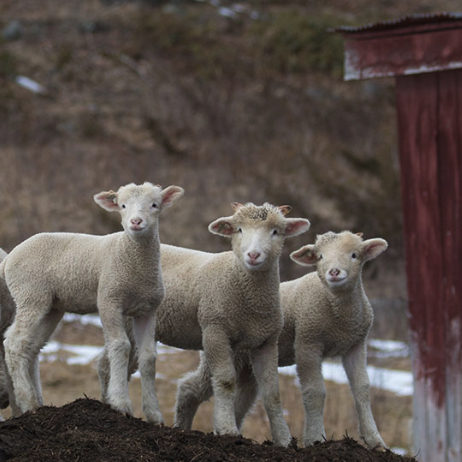 SheepTrio AmyTuominenPhoto